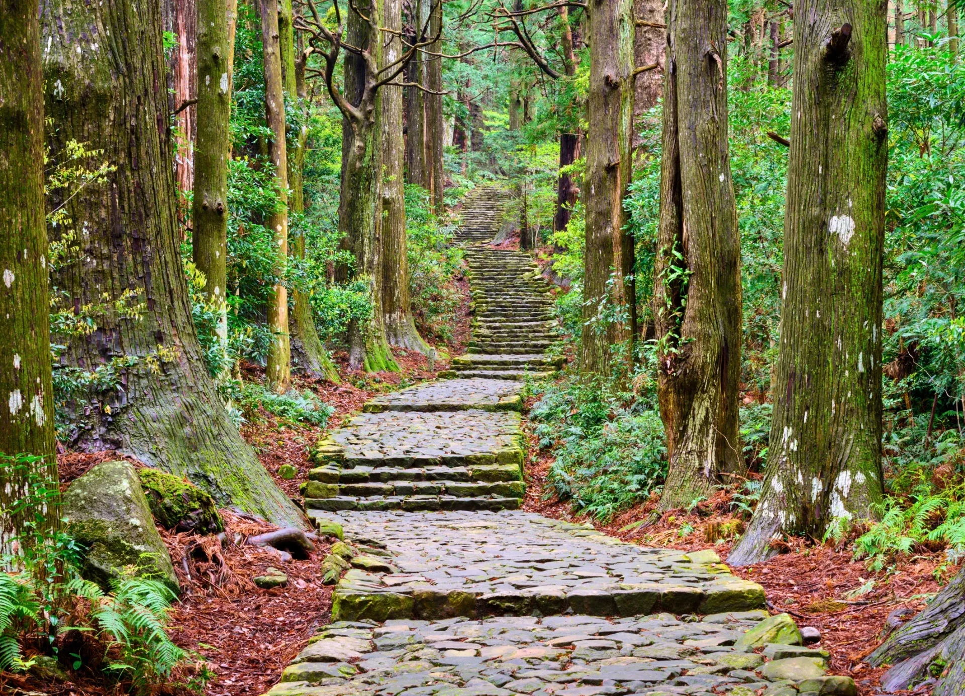 Geplaveide wegen die door een bos lopen in Japan.