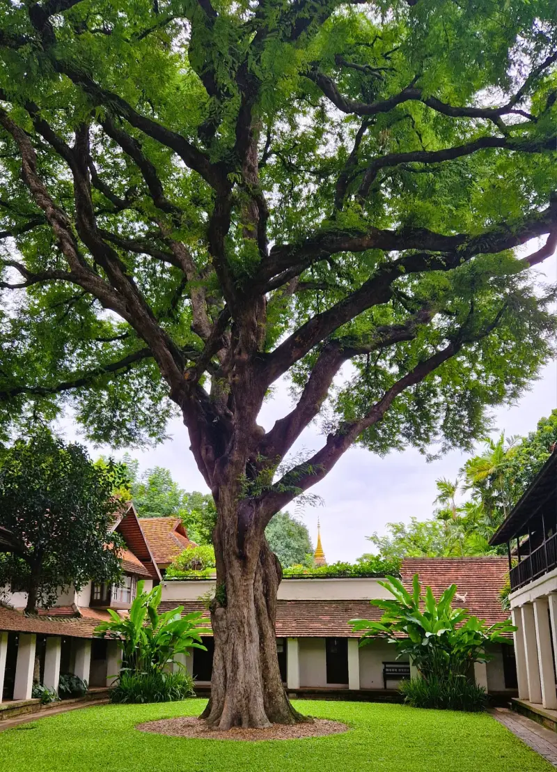 tamarind-village-old-chiang-mai-standard.webp