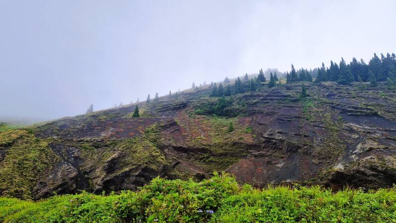 tc-travel-counsellors-wide-inside-veerle-willems-azores-trees-mist-standard.jpg