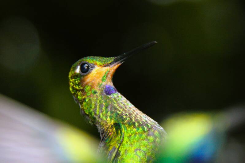 tc-travel-counsellors-wide-inside-veerle-willems-costa-rica-hummingbird-standard-kluj7z.jpg