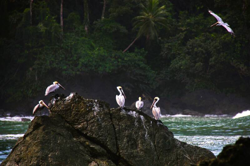 tc-travel-counsellors-wide-inside-veerle-willems-costa-rica-pelicans-flight-standard-dkygyq.jpg