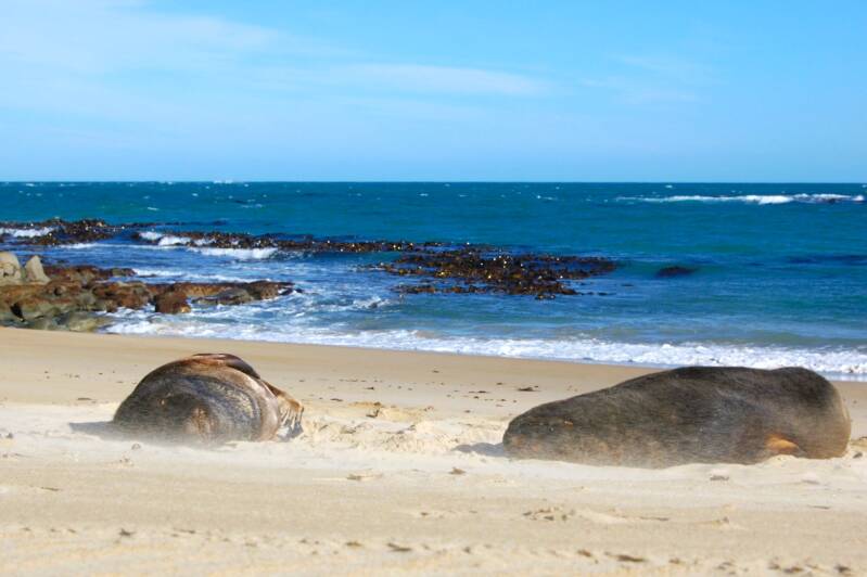 tc-travel-counsellors-wide-inside-veerle-willems-new-zealand-sea-lion-standard-z9m1z4.jpg