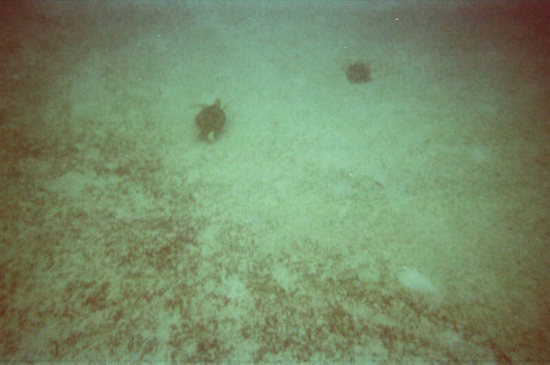 tc-travel-counsellors-wide-inside-veerle-willems-philippines-el-nido-snorkeling-sea-turtle-1-standard-aus4mz.jpg