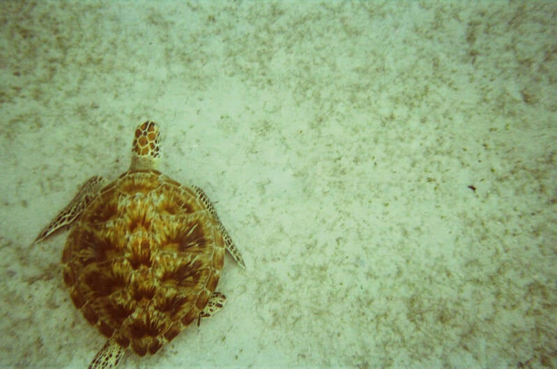 tc-travel-counsellors-wide-inside-veerle-willems-philippines-el-nido-snorkeling-sea-turtle-3-standard-b9pqxu.jpg