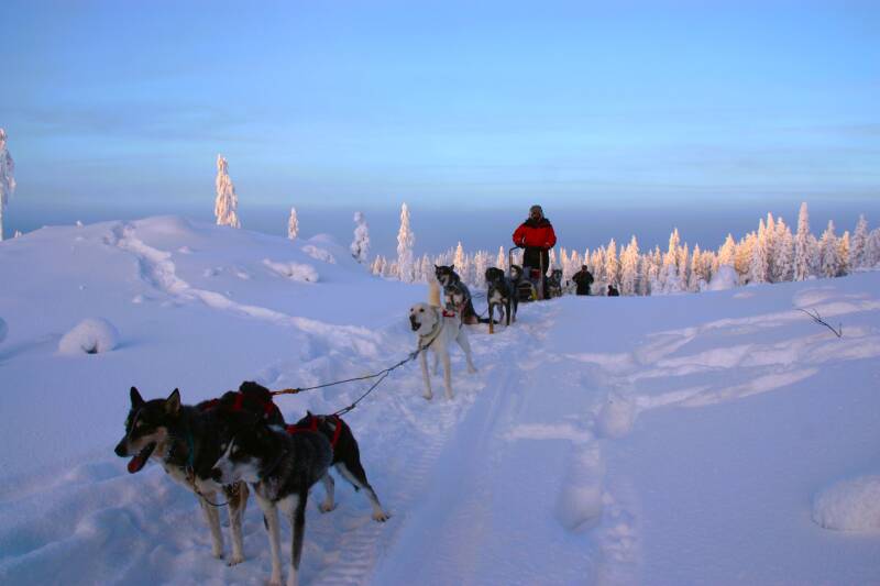 tc-travel-counsellors-wide-inside-veerle-willems-portrait-fins-lapland-husky-sled-standard-tpaqlc.jpg