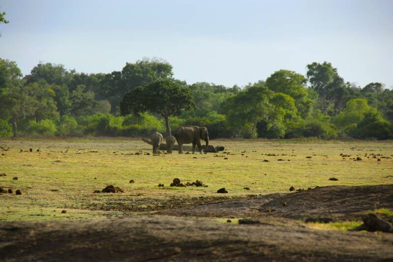 tc-travel-counsellors-wide-inside-veerle-willems-sri-lanka-elephants-standard.jpg