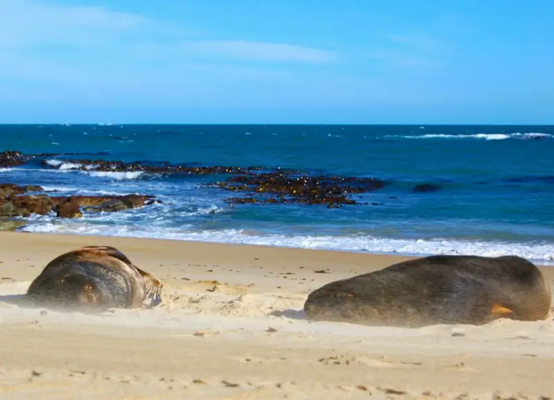 zee-leeuwen-strand-nieuw-zeeland-standard.webp