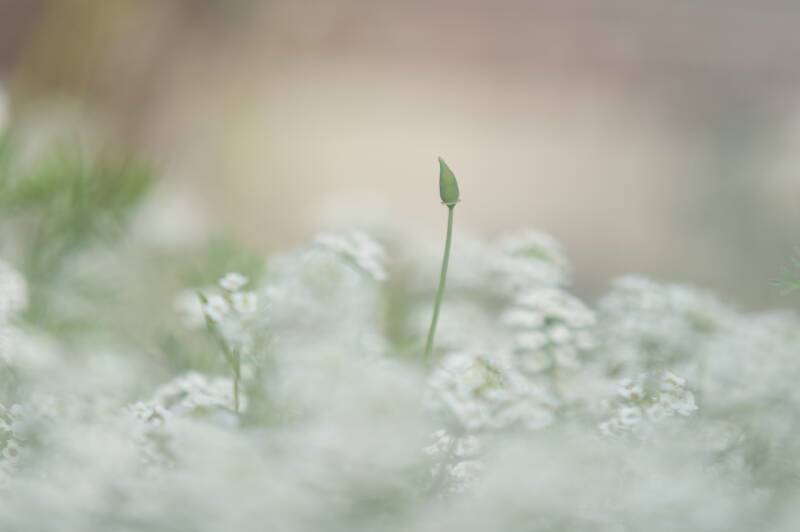 _dsc8837.jpg