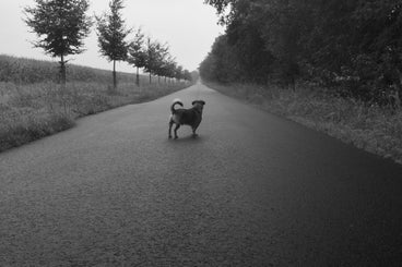 het-is-nog-een-lange-weg-standard.jpg