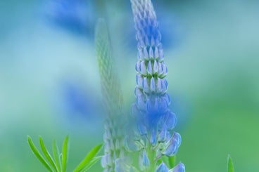 lucht-koeien-en-macro-122-standard.jpg
