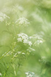 closeupbloemetjes002.jpg