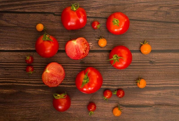 Fresh Tomatoes
