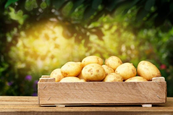 Fresh Potatoes