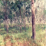 0197fairwind86bustripMaleisie.jpg