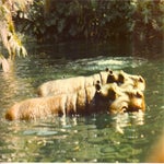 070eskaderreis84bustripWaltDisneyWorld.jpg