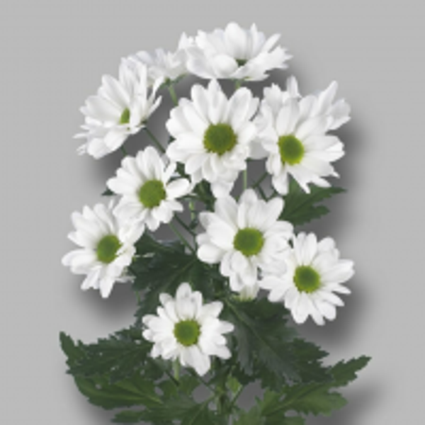 MARGARITA BLANCA PACK