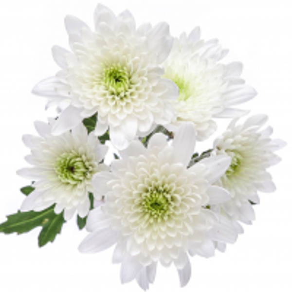 MARGARITA BLANCA EURO PACK