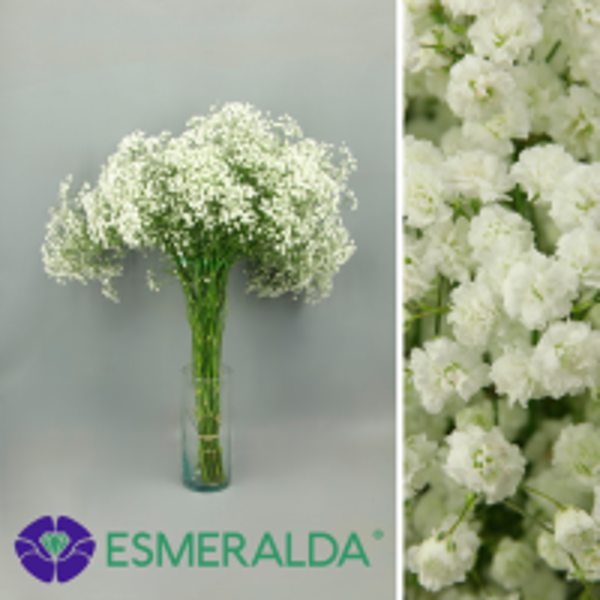 PANICULATA XLENCE 40GR.