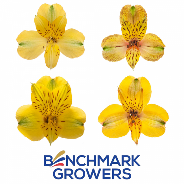 ALSTROEMERIA FANCY AMARILLA