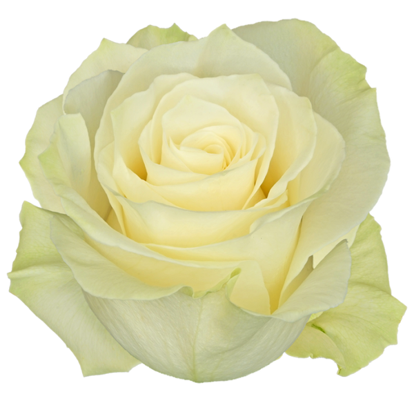 ROSA BLANCA MONDIAL 50CM