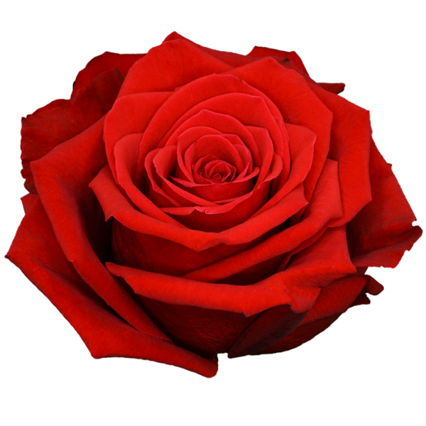 ROSA ROJA FREEDOM 50CM