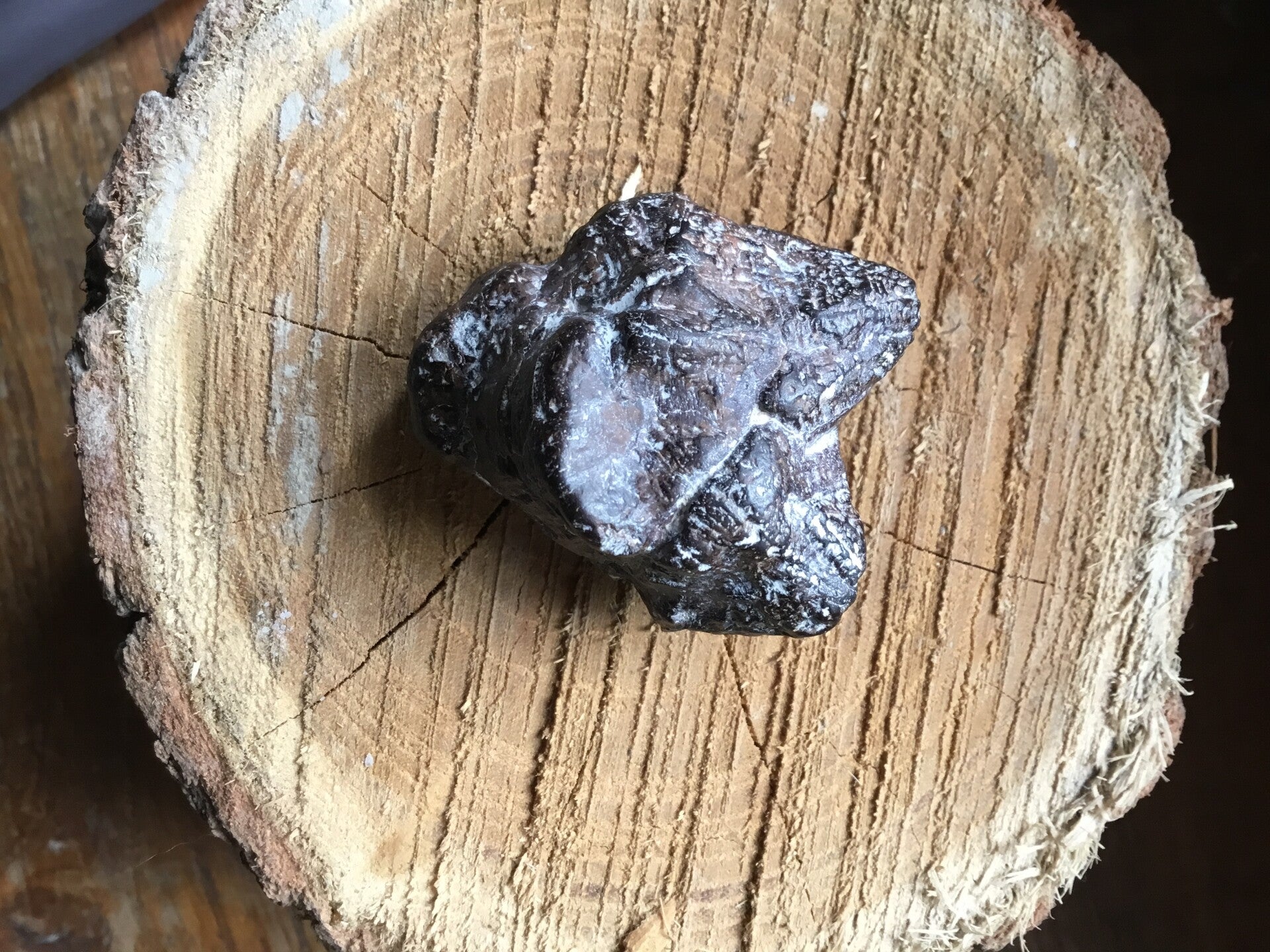 Pierre de tonnerre/Marcassite entière