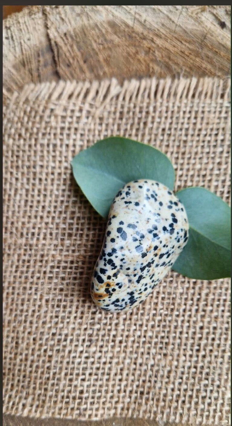 Jaspe dalmatien roulée