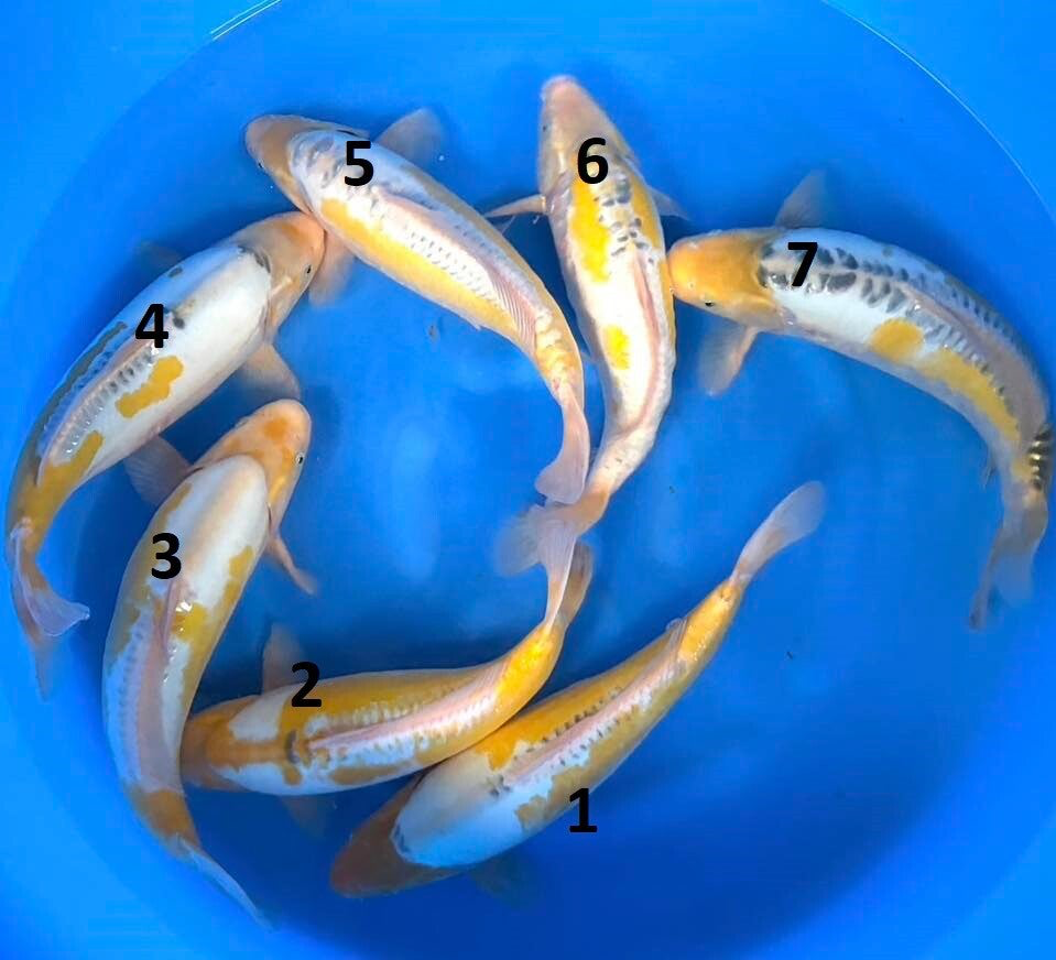 Nisai Ki Shusui & Ayawakaba Mix