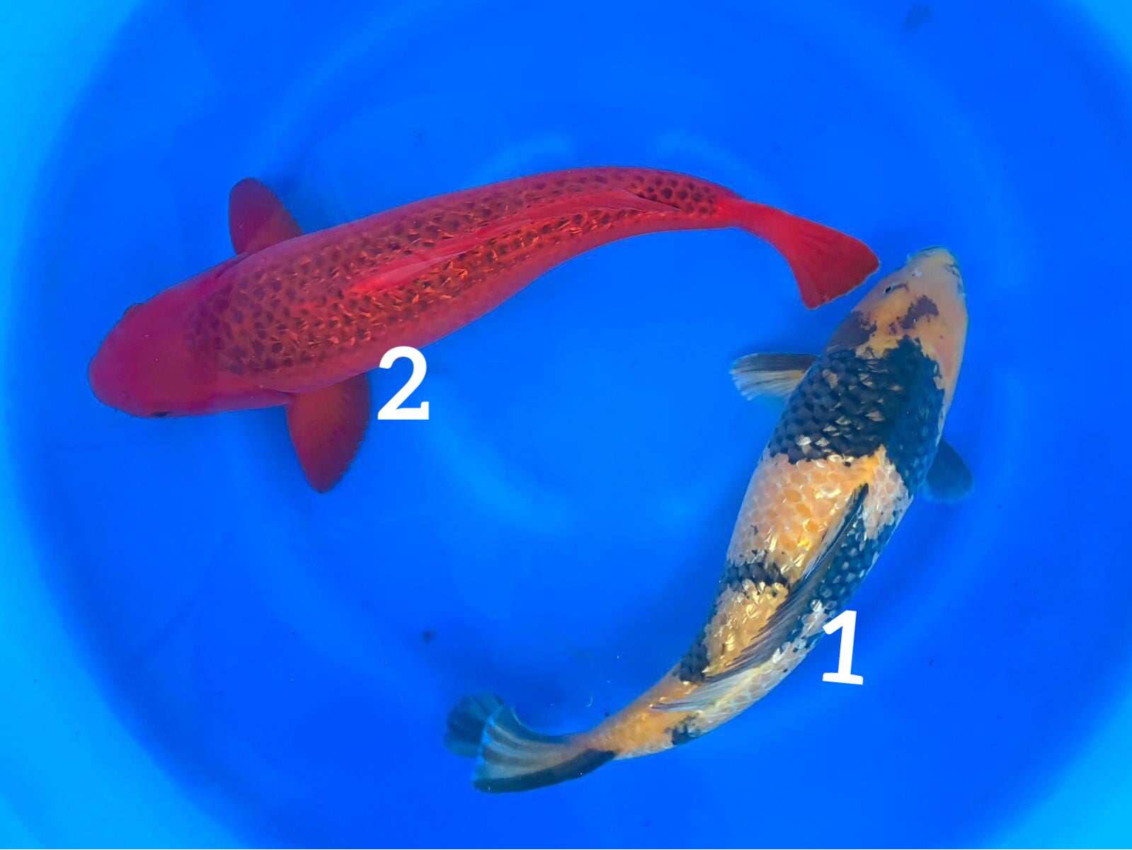 Ki Utsuri & Aka Matsuba