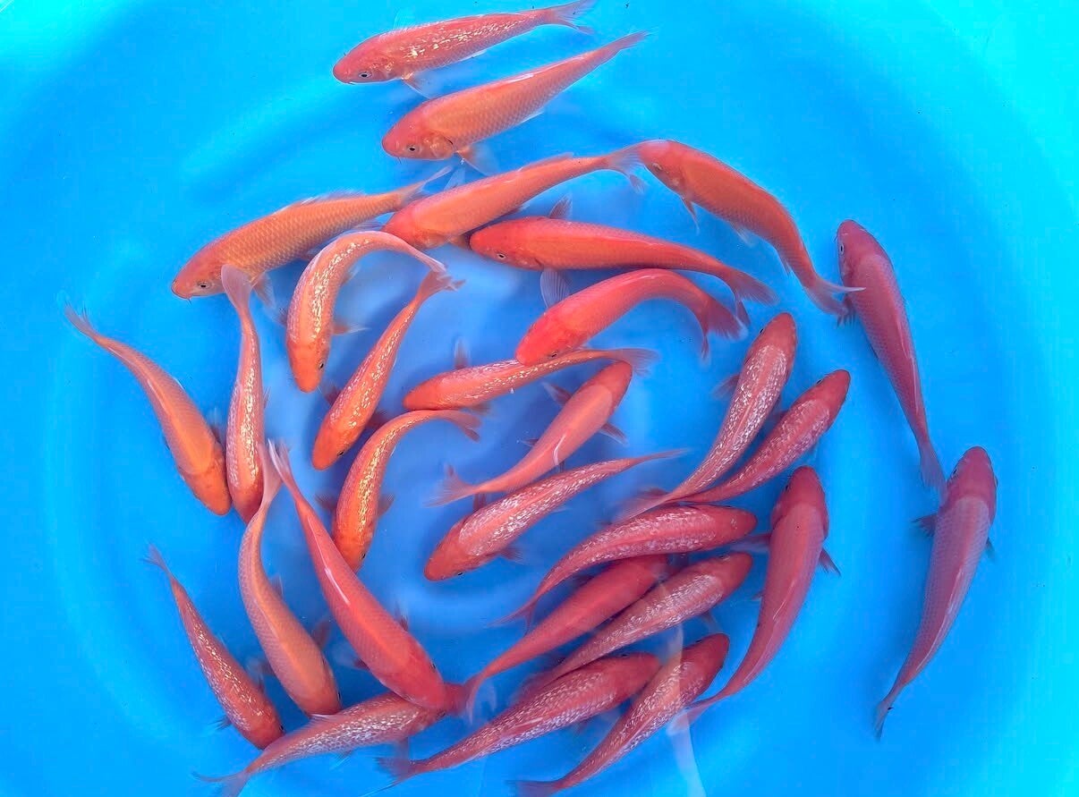 Benigoi & Ginrin Benigoi