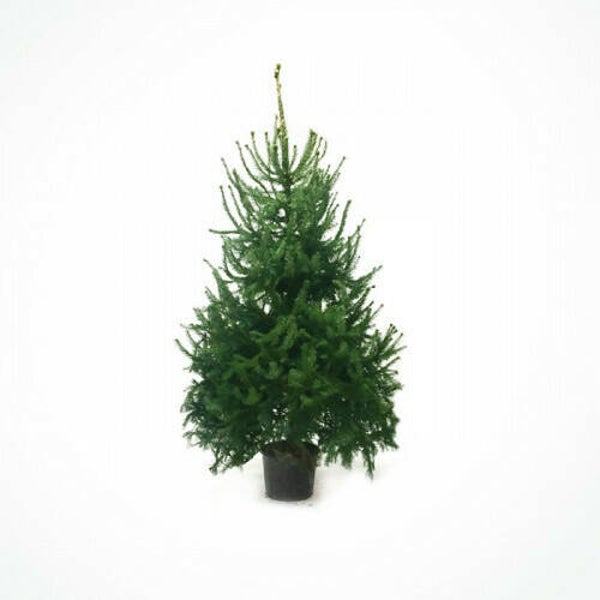 echte kerstboom Picea abies Potgekweekt