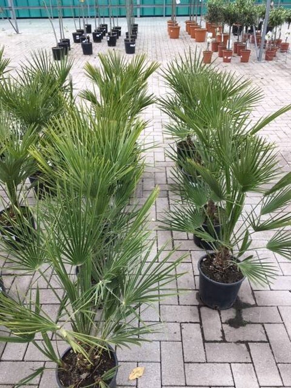 palmboom stam 25/30 cm