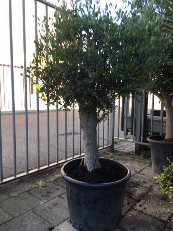 olijf boom in pot 170 cm hoog