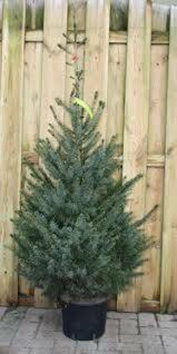 Picea Omorika (potgekweekt) gratis verzenden