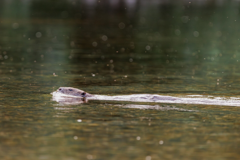 Loutre dans la rivière à Gite Sainte-Enimie 