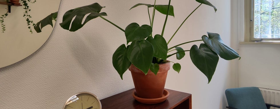 Monstera plant in praktijkruimte