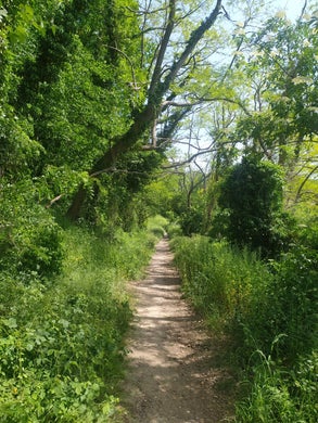 Bosrijk pad in de natuur