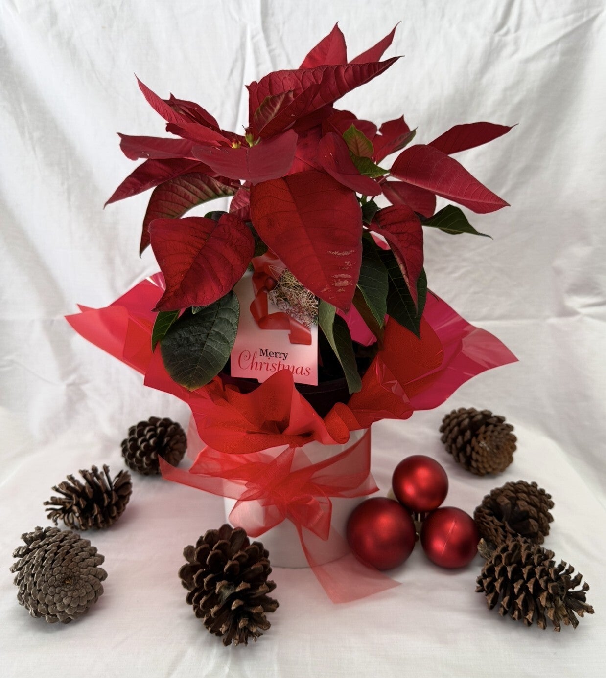 Poinsettia Living Plant