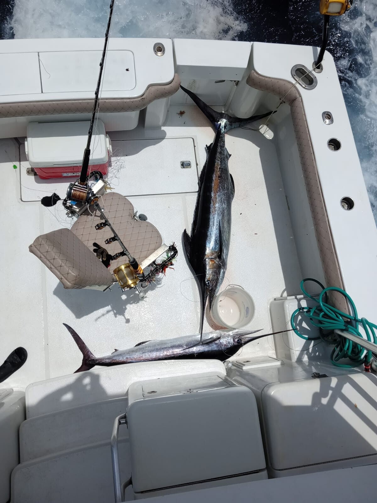 Two marlin caught aboard Mi Sueño in Punta Cana