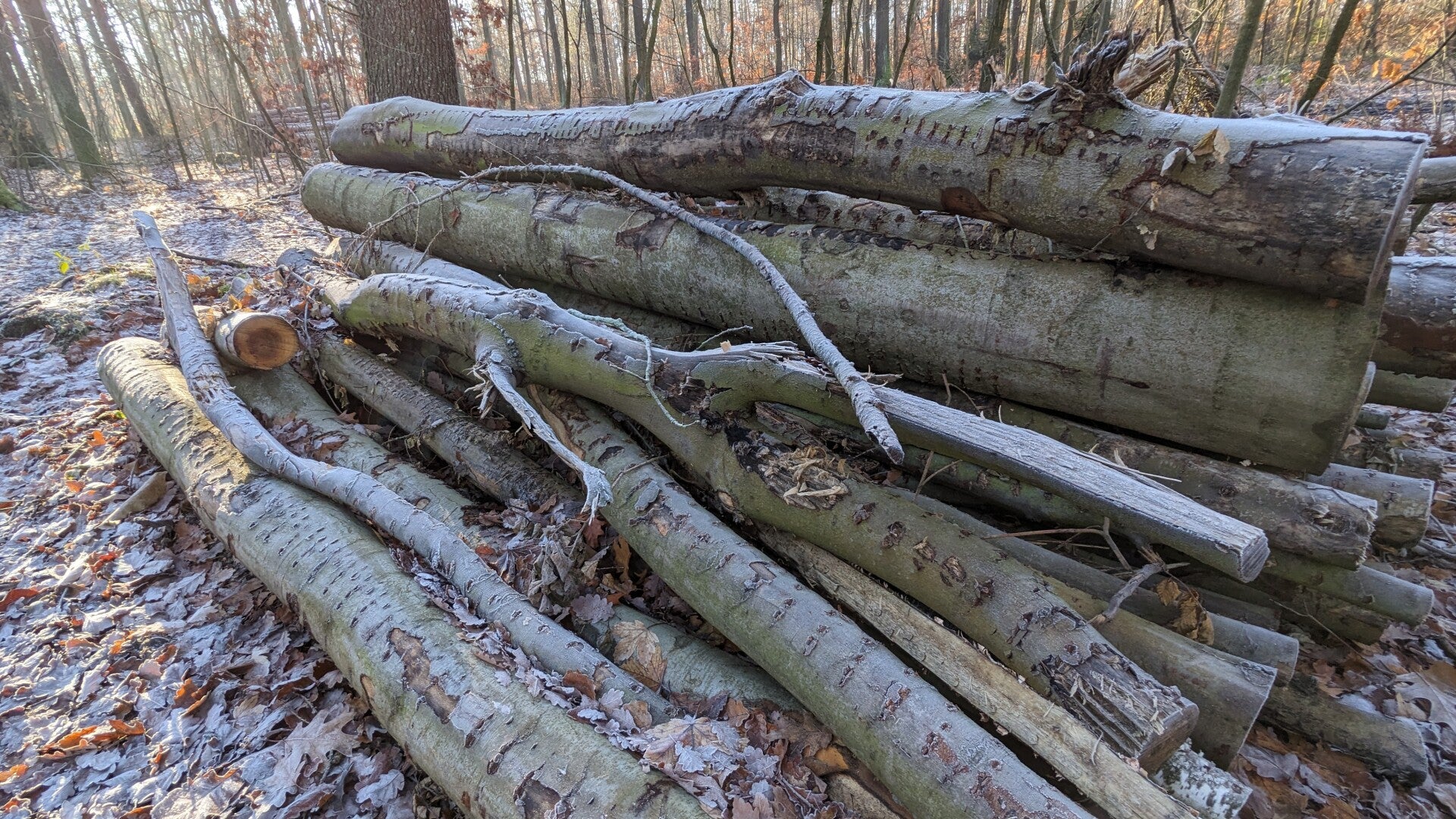 Stammholz Buche/ Eiche