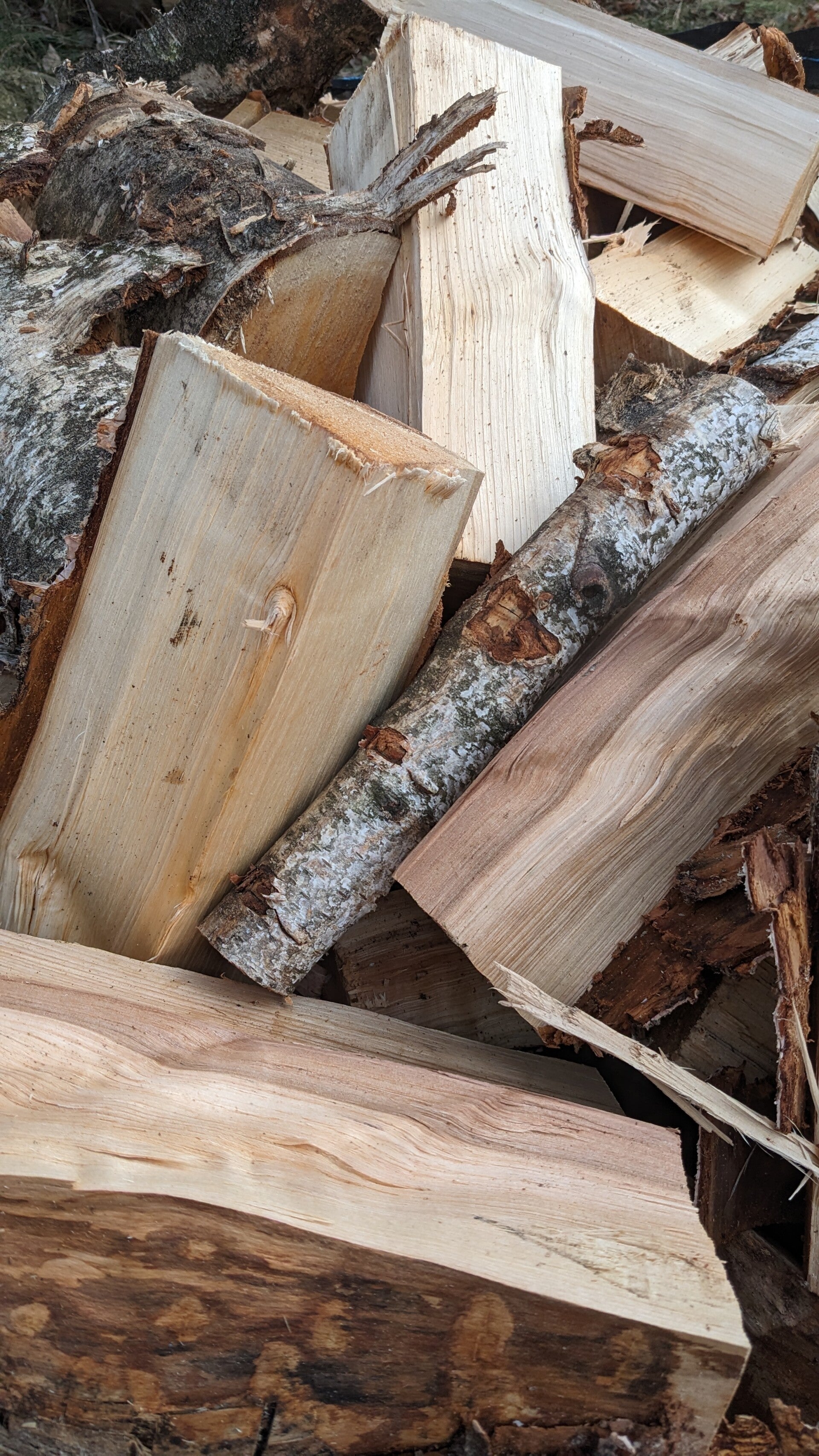 Gespaltenes Laubholz Birke