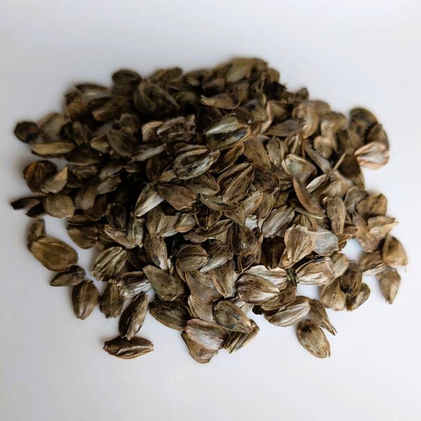 durchwachsene Silphie Samen