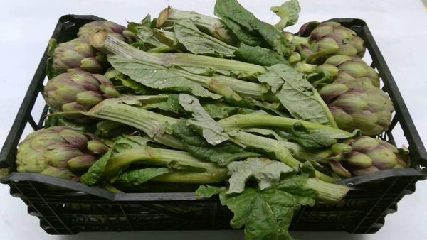 Carciofi foglia x 16 pz