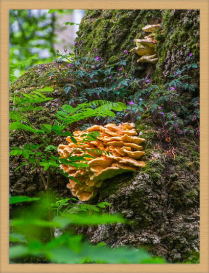 Natuurlijk samenwonen (met lijst) op de fotografieblog van Didier de Borle, beeldmaker