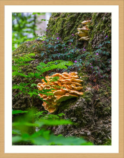 Natuurlijk samenwonen (met lijst en passe-partout) op de fotografieblog van Didier de Borle, beeldmaker