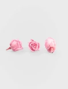 Rosa botón preservada super petite