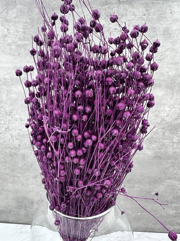 Lino Morado
