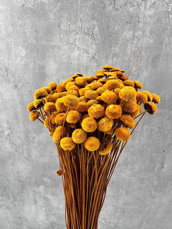 Botao Seco Amarillo