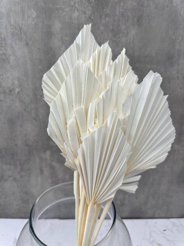 Palm Spear Blanco