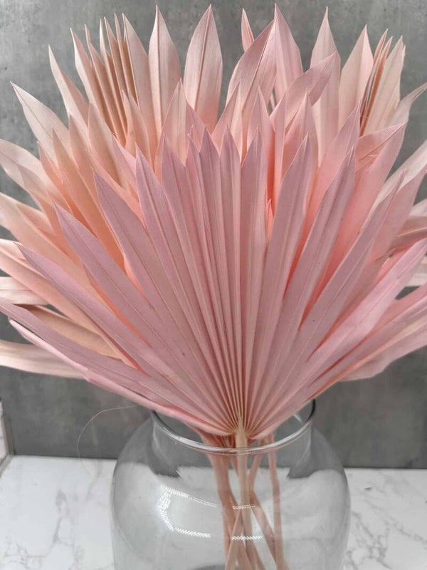 Palm Sun Rosa